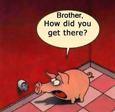 funny-pig
