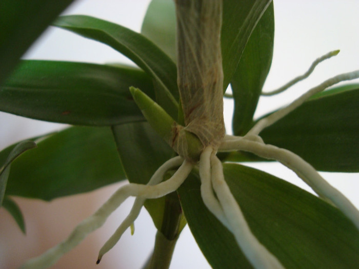 Epidendrium - Dendrobium Bery Oda