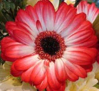images (20) - poze flori