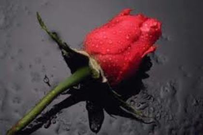 images (25) - poze flori