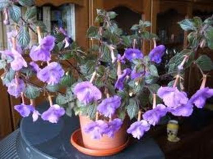 images (29) - poze flori