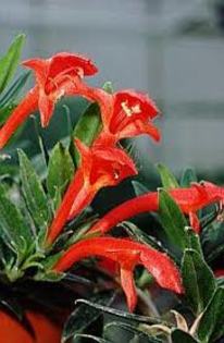 images (30) - poze flori