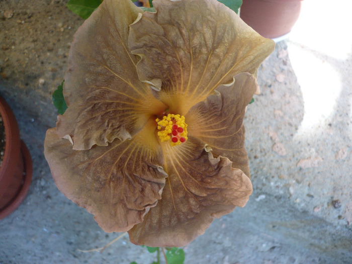 P1090632 - HIBISCUSI 2011-2