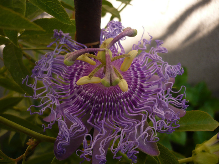 30.08.2011 - zzz-PASSIFLORA-iesite din colectie