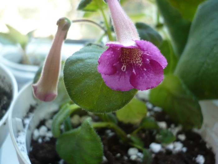 30.08.2011 - zzz-GLOXINIA SI MINISININGIA 2011-iesite din colectie