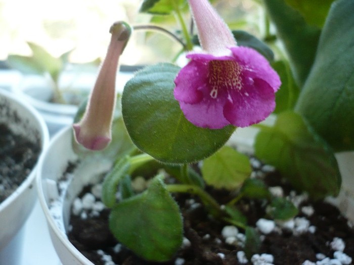 P1090653 - zzz-GLOXINIA SI MINISININGIA 2011-iesite din colectie