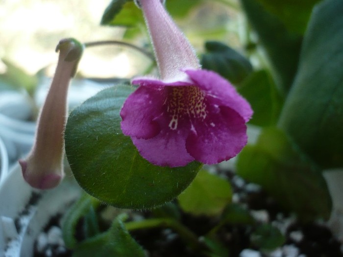 P1090654 - zzz-GLOXINIA SI MINISININGIA 2011-iesite din colectie