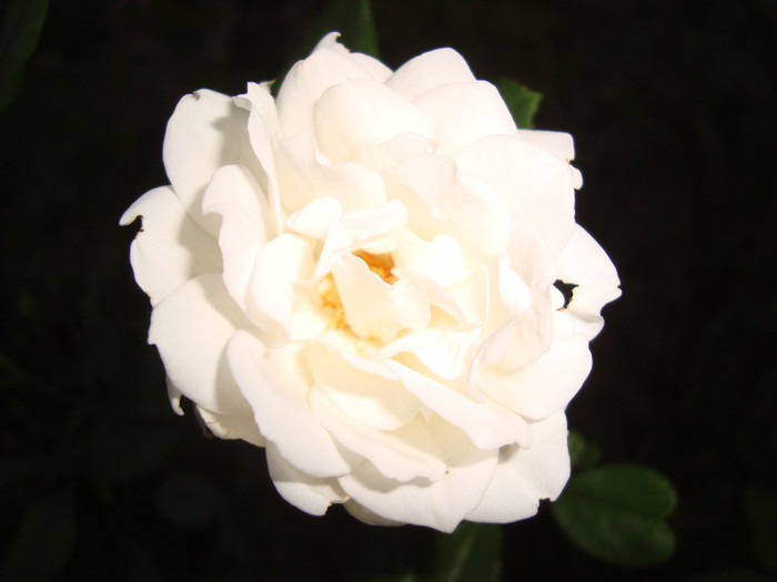 DSC04289 - Trandafirii lui tata