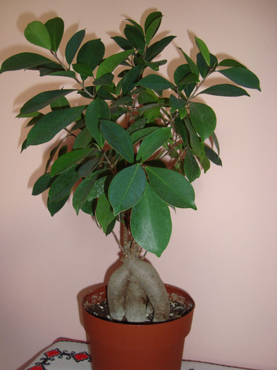 Bonsai Ginseng - Bonsai Ginseng