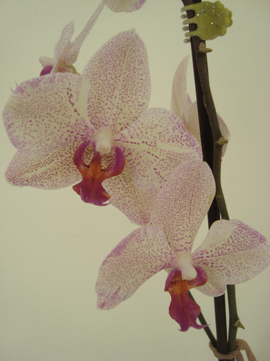 DSC04231 - Orhidee phalaenopsis