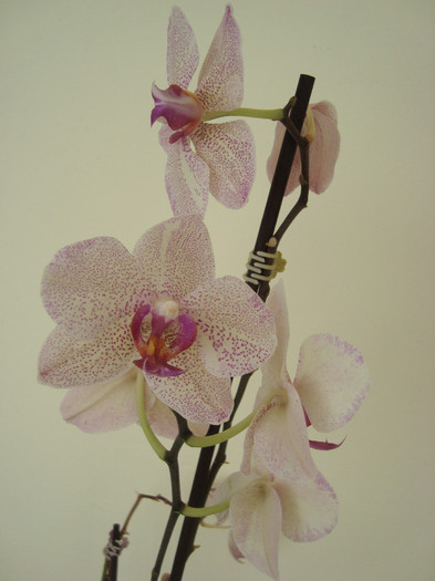 DSC04233 - Orhidee phalaenopsis