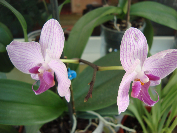 DSC04234 - Orhidee phalaenopsis