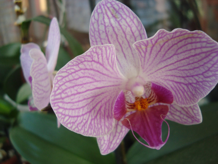 DSC04235 - Orhidee phalaenopsis