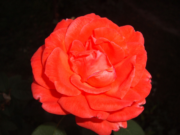 DSC04283 - Trandafirii lui tata