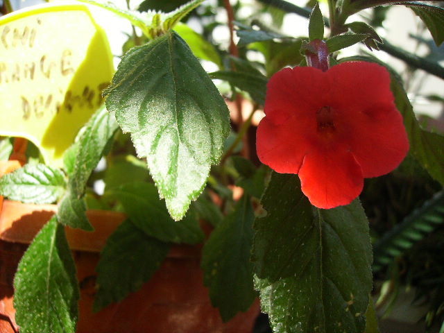 achimenes Orange Delight - FLORI  la sfarsit de  august 2011