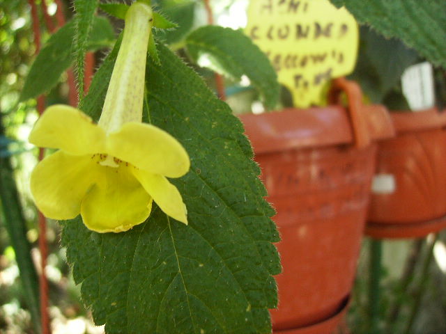 achimenes Clouded Yellow - FLORI  la sfarsit de  august 2011