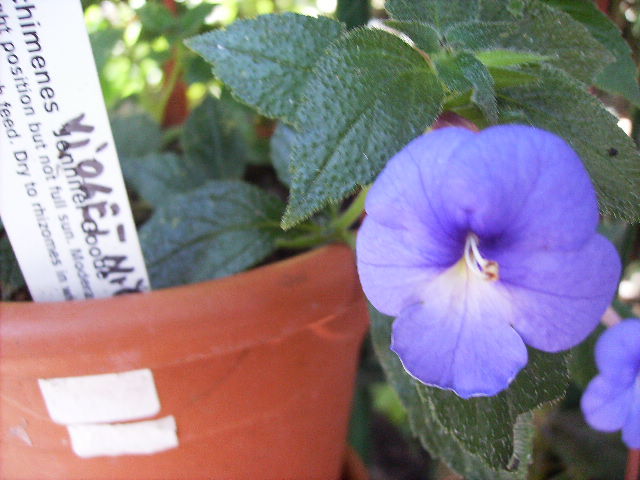 achimenes Violet Night - FLORI  la sfarsit de  august 2011