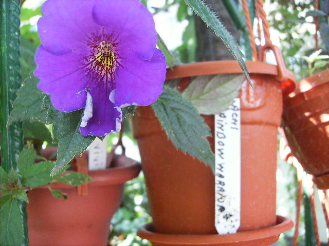 achimenes Rainbov varior - FLORI  la sfarsit de  august 2011