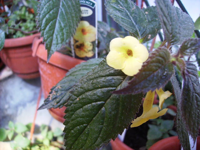 achimenes Yellow Beauty