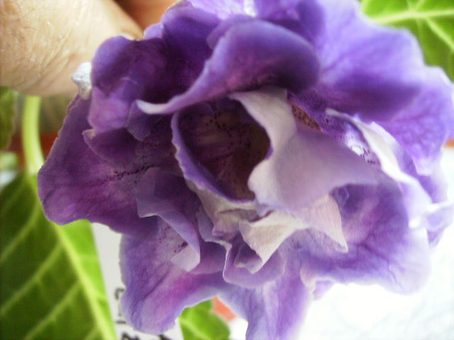 gloxinia