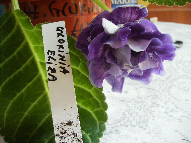 gloxinia Eliza - FLORI  la sfarsit de  august 2011