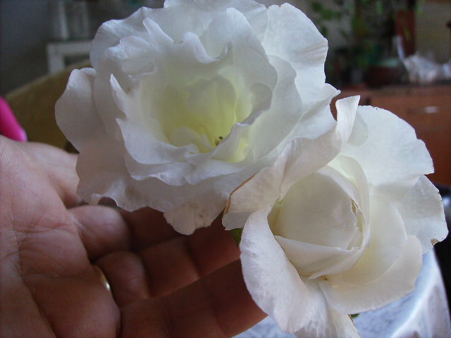 gloxinia Wihte Bird - FLORI  la sfarsit de  august 2011