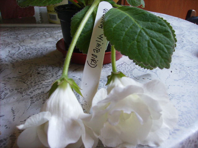 gloxinia Wihte Bird 2 - FLORI  la sfarsit de  august 2011