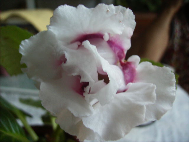 gloxinia