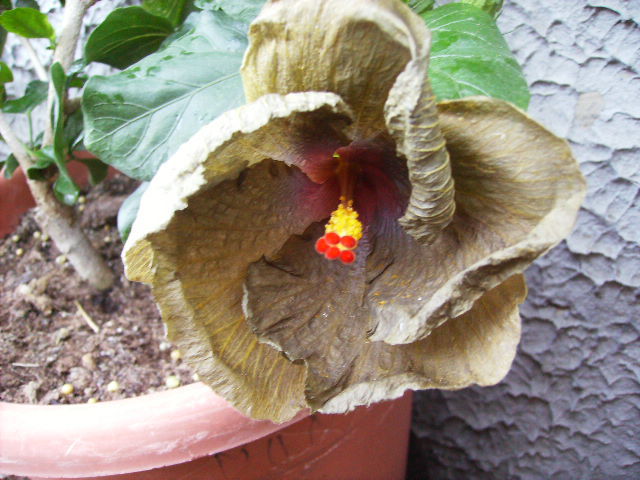 Hibiscus - FLORI  la sfarsit de  august 2011