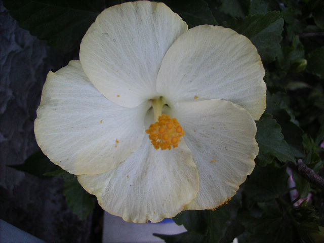 Hibiscus