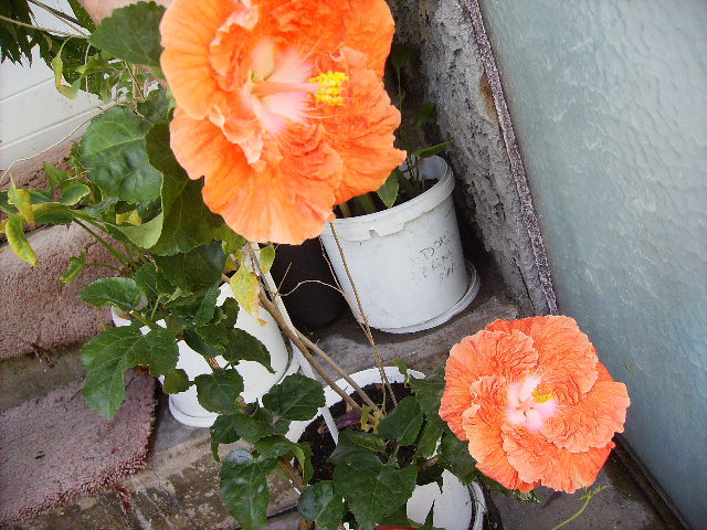 Hibiscus in dublu - FLORI  la sfarsit de  august 2011