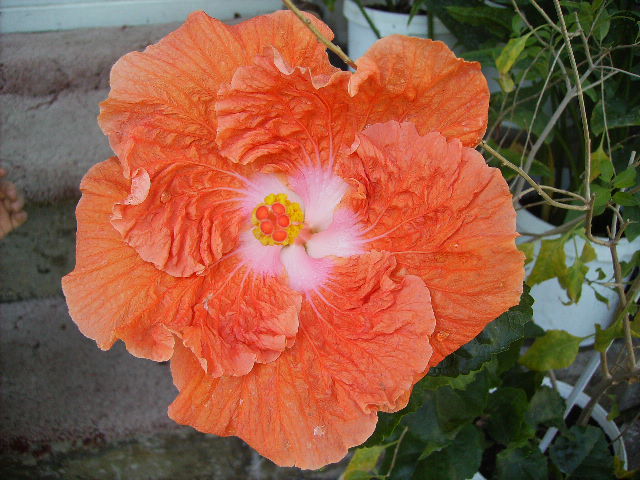 Hibiscus - FLORI  la sfarsit de  august 2011