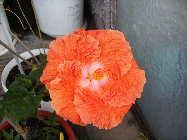 Hibiscus 2 - FLORI  la sfarsit de  august 2011