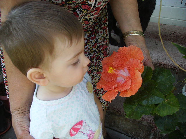 Nepotelul si floarea de hibiscus - FLORI  la sfarsit de  august 2011