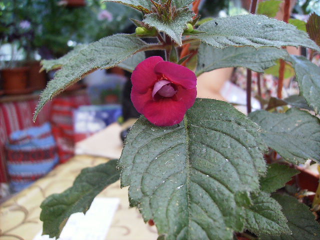 achimenes Hard to get 2