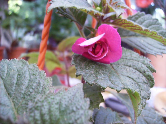 achimenes Hard to get 3 - FLORI  la sfarsit de  august 2011