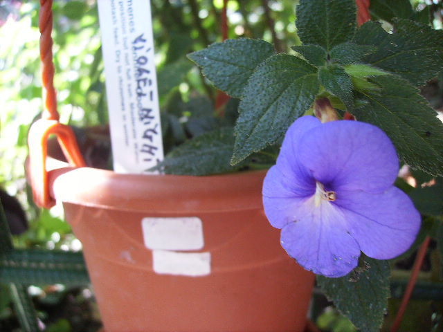 achimenes Violet Night