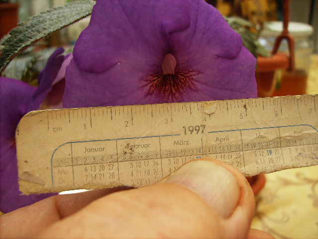 dimensiunea florii de achi Klaus Neubner - FLORI  la sfarsit de  august 2011