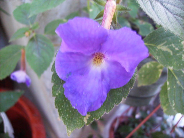 achimenes clasic