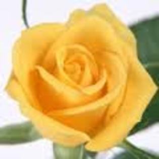 images (39) - poze flori