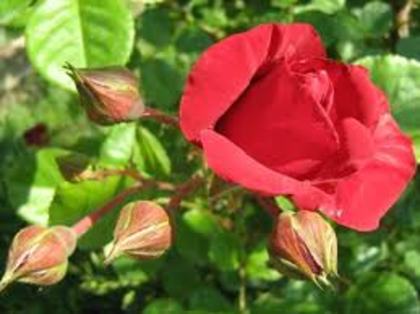 images (40) - poze flori
