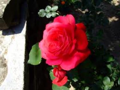 images (43) - poze flori