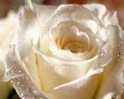 images (47) - poze flori