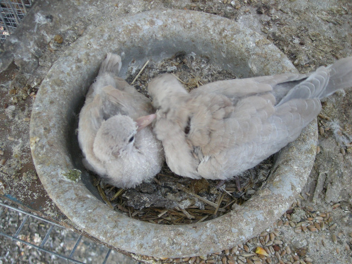 puisori 2011 - Porumbei turturele VINDUTI