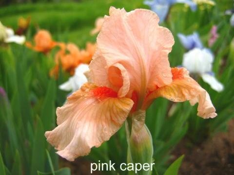 18.1. Pink Caper - Pink Caper