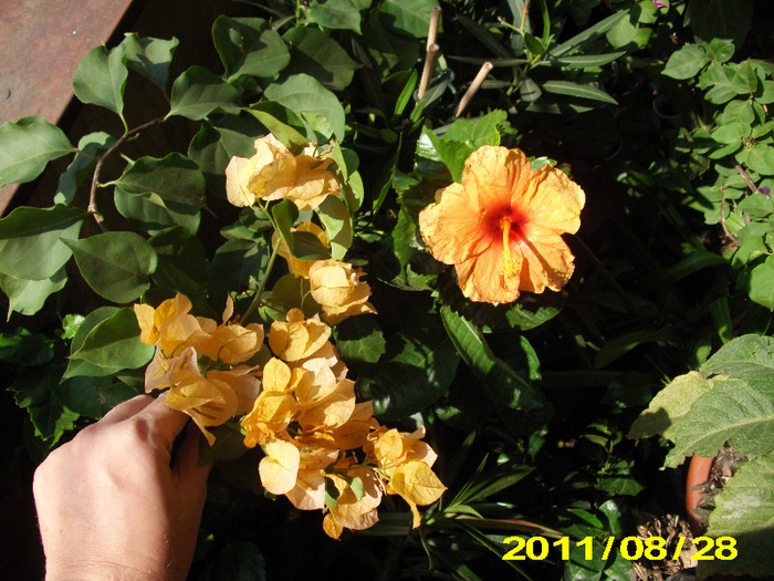 Picture 010 - hibiscus