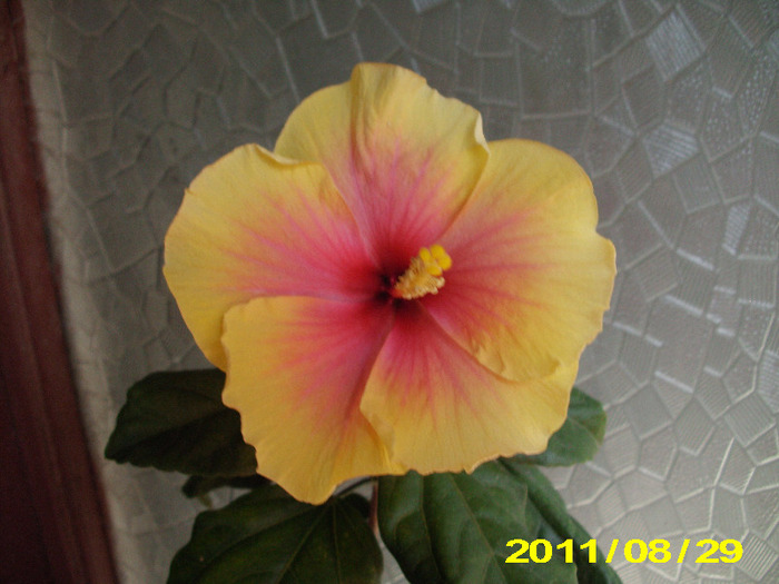 Picture 005 - hibiscus
