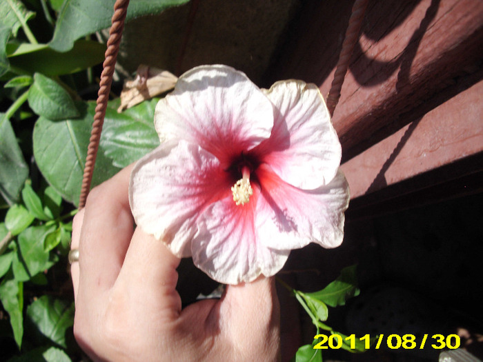Picture 008 - hibiscus