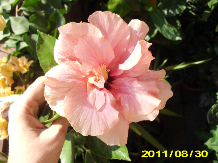 Picture 010 - hibiscus