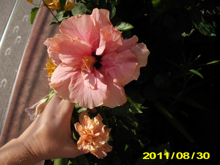 Picture 013 - hibiscus